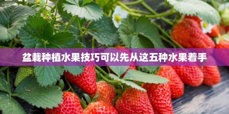 盆栽种植水果技巧可以先从这五种水果着手