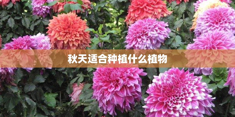 秋天适合种植什么植物
