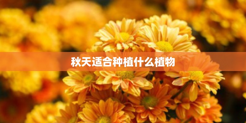 秋天适合种植什么植物