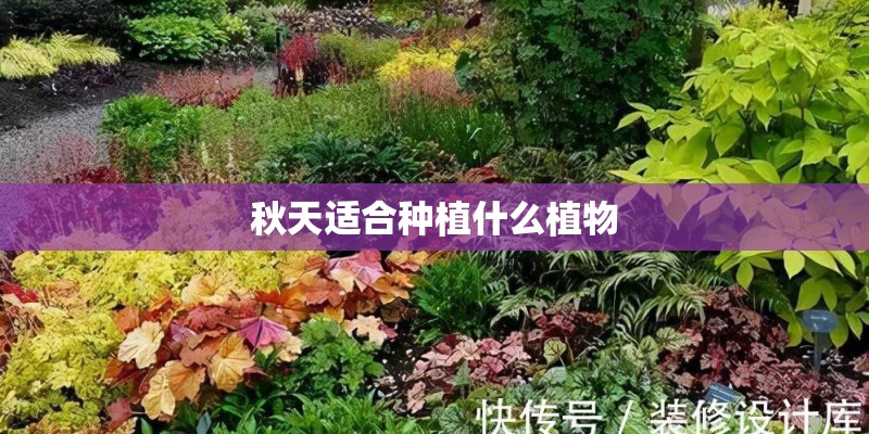 秋天适合种植什么植物