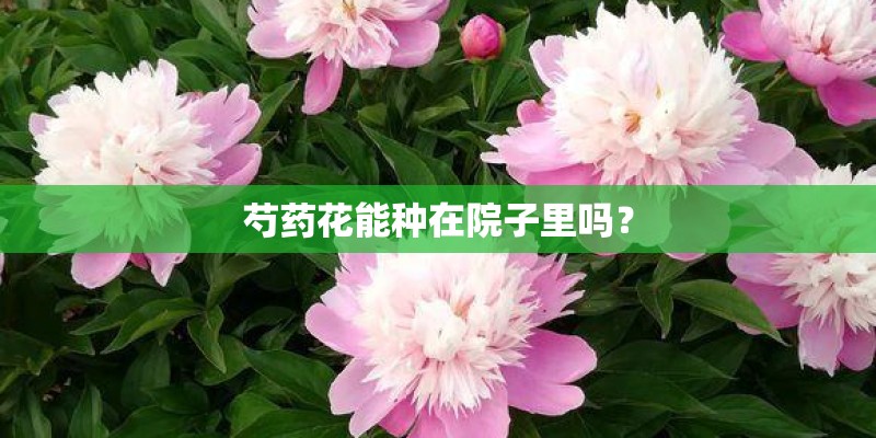 芍药花能种在院子里吗？