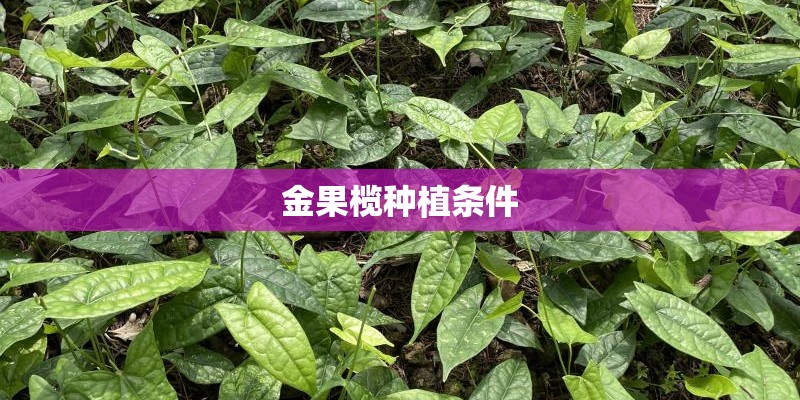 金果榄种植条件