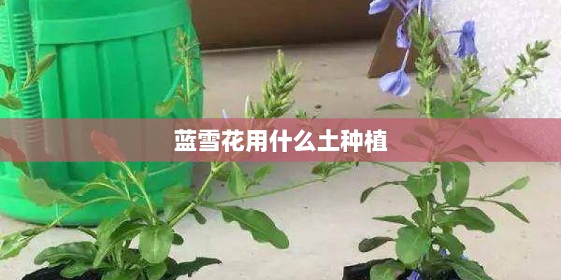 蓝雪花用什么土种植