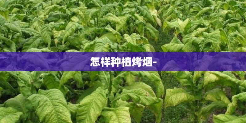 怎样种植烤烟-