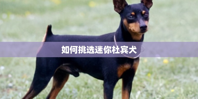 如何挑选迷你杜宾犬