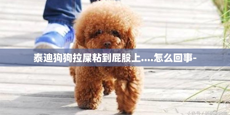 泰迪狗狗拉屎粘到屁股上....怎么回事-