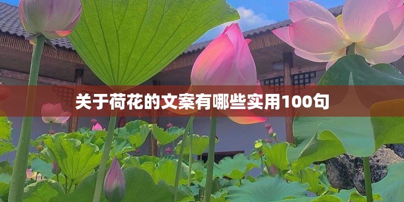 关于荷花的文案有哪些实用100句