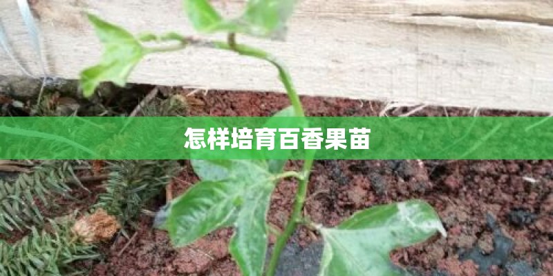 怎样培育百香果苗