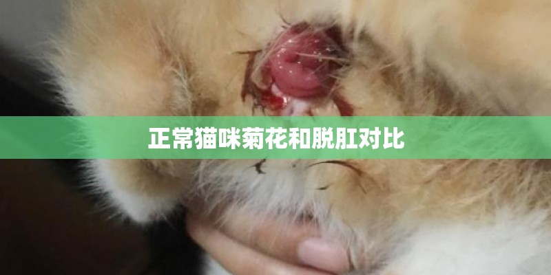 正常猫咪菊花和脱肛对比 正常猫咪菊花和脱肛对比