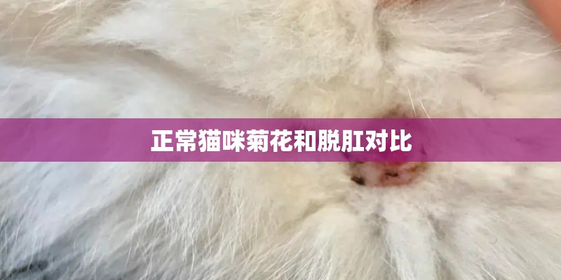 正常猫咪菊花和脱肛对比 正常猫咪菊花和脱肛对比