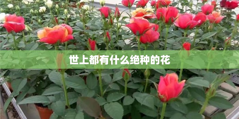 世上都有什么绝种的花