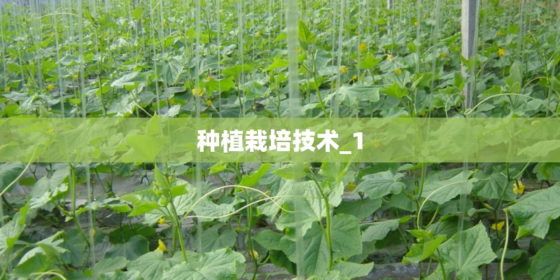 种植栽培技术_1