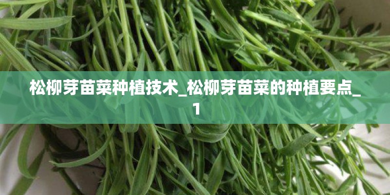 松柳芽苗菜种植技术_松柳芽苗菜的种植要点_1 松柳芽苗菜种植技术_松柳芽苗菜的种植要点_1