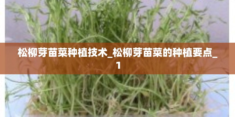 松柳芽苗菜种植技术_松柳芽苗菜的种植要点_1 松柳芽苗菜种植技术_松柳芽苗菜的种植要点_1