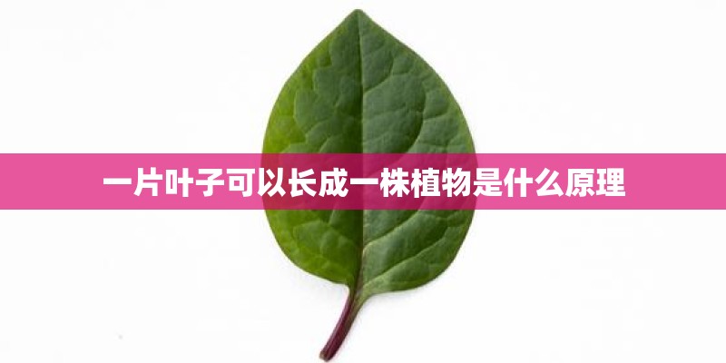 一片叶子可以长成一株植物是什么原理