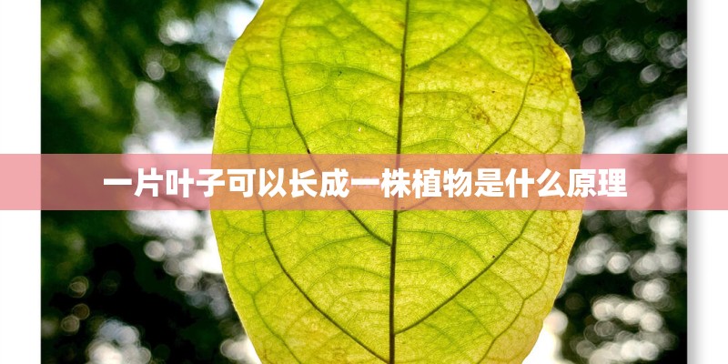 一片叶子可以长成一株植物是什么原理