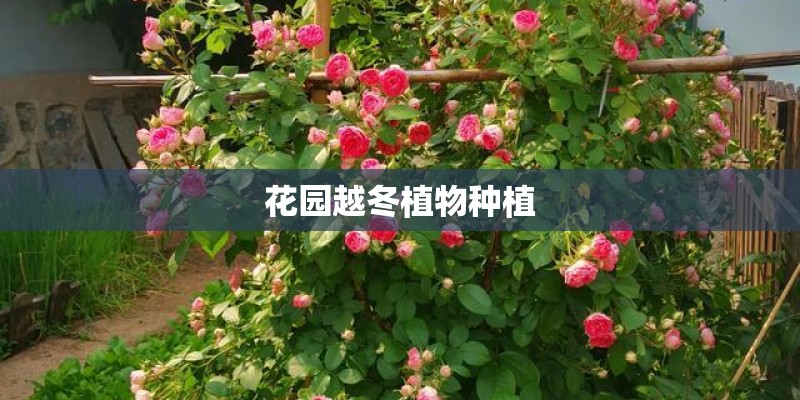 花园越冬植物种植