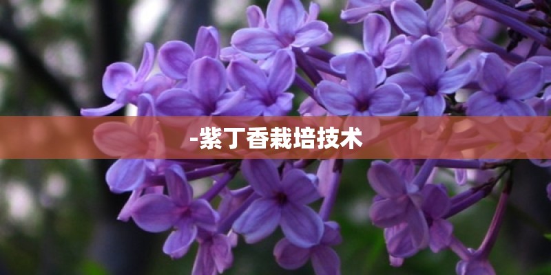 -紫丁香栽培技术