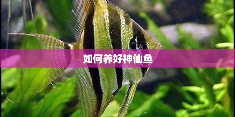 如何养好神仙鱼