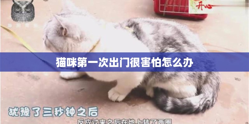猫咪第一次出门很害怕怎么办