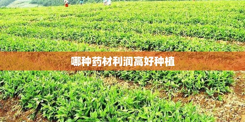 哪种药材利润高好种植