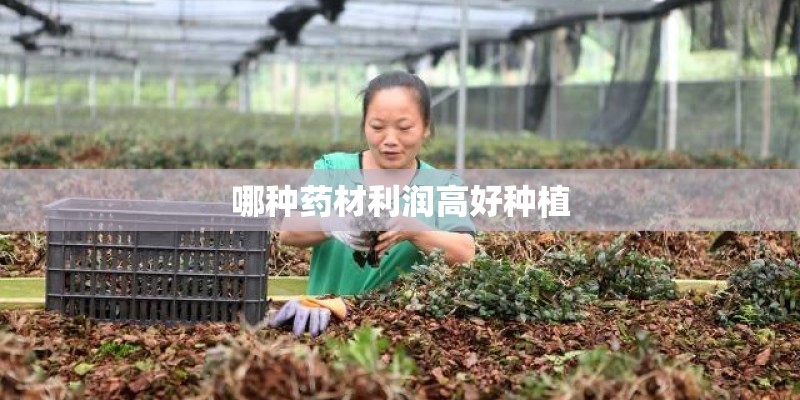 哪种药材利润高好种植