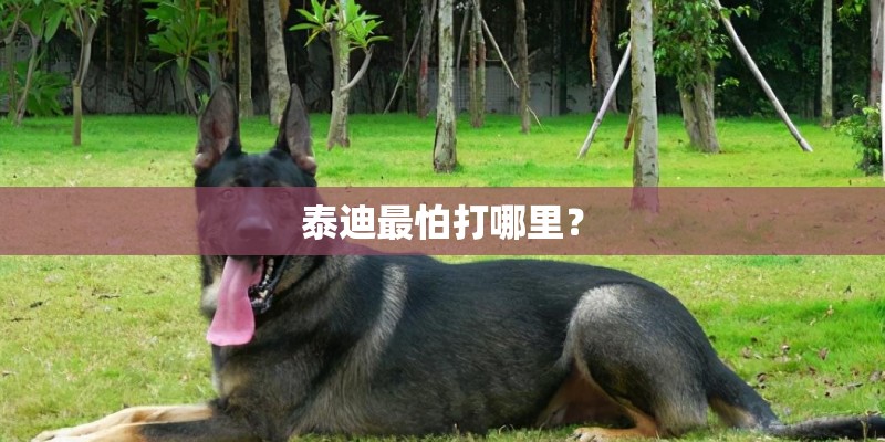 泰迪最怕打哪里？