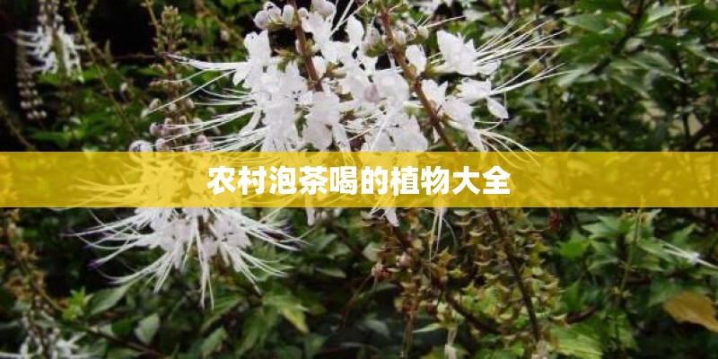 农村泡茶喝的植物大全