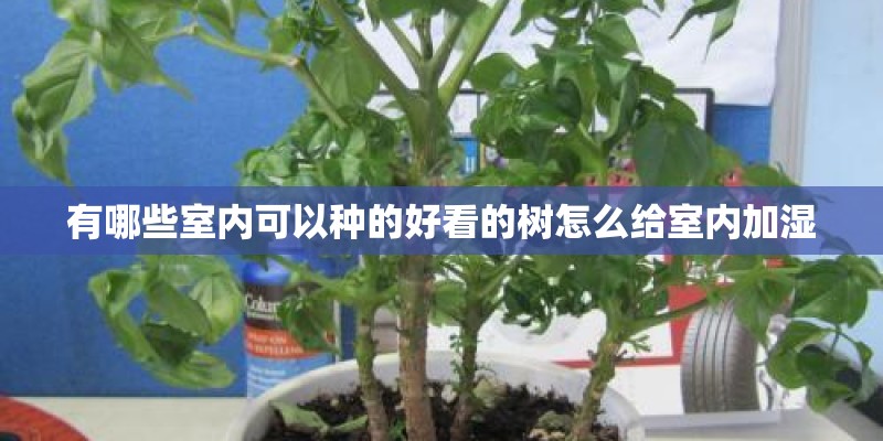 有哪些室内可以种的好看的树怎么给室内加湿