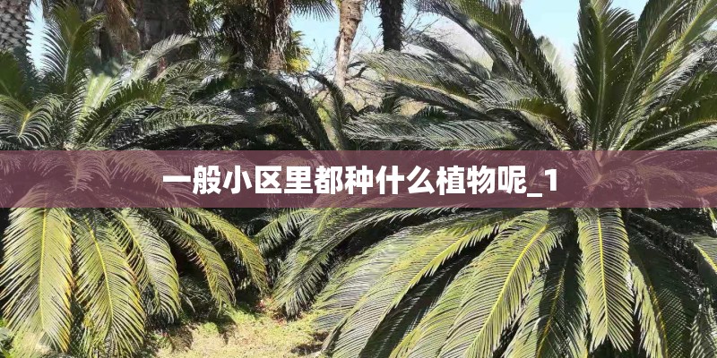 一般小区里都种什么植物呢_1
