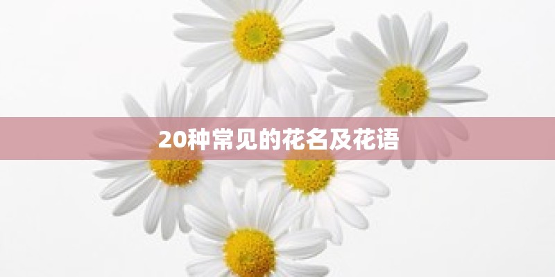 20种常见的花名及花语