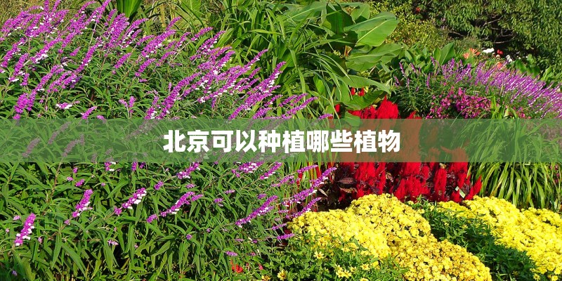 北京可以种植哪些植物