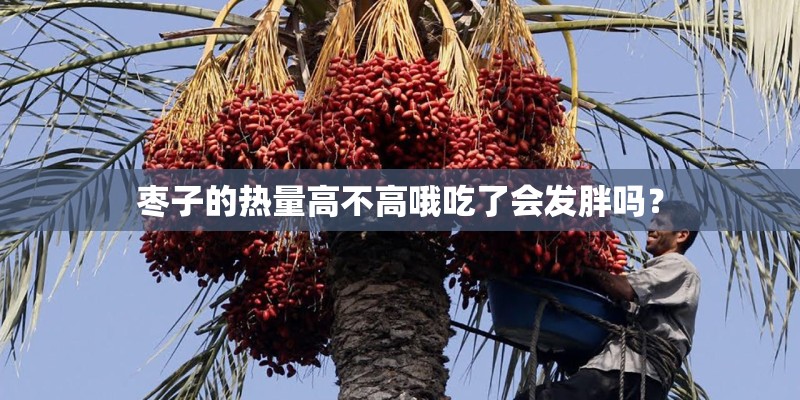 枣子的热量高不高哦吃了会发胖吗？