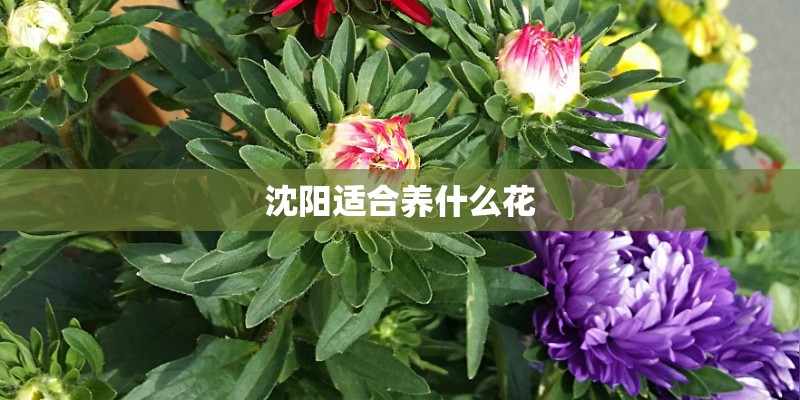 沈阳适合养什么花