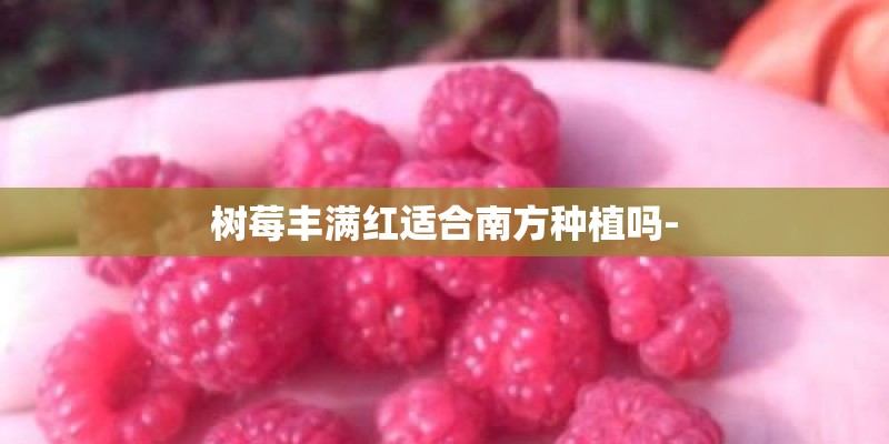 树莓丰满红适合南方种植吗-