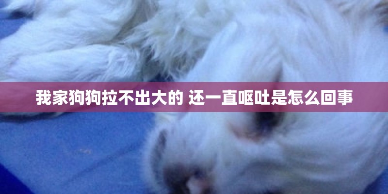 我家狗狗拉不出大的 还一直呕吐是怎么回事