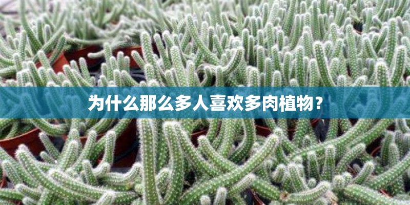 为什么那么多人喜欢多肉植物？