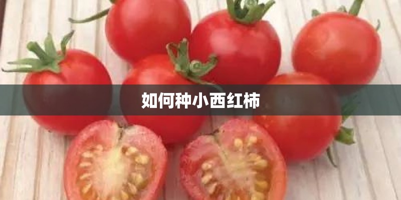 如何种小西红柿