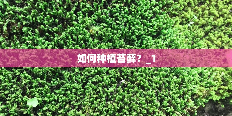 如何种植苔藓？_1