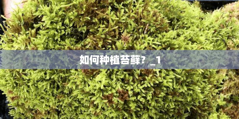 如何种植苔藓？_1