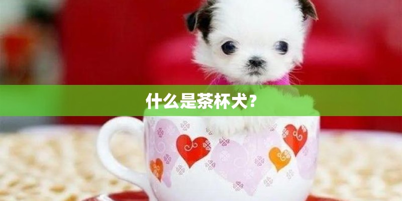 什么是茶杯犬？