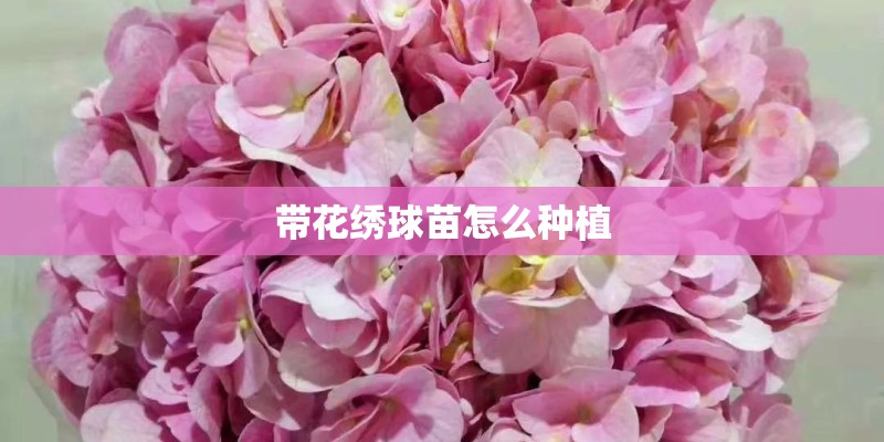 带花绣球苗怎么种植
