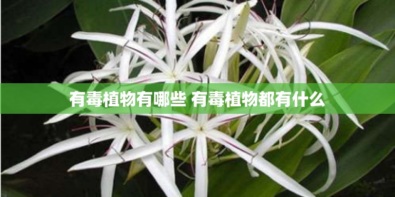 有毒植物有哪些 有毒植物都有什么