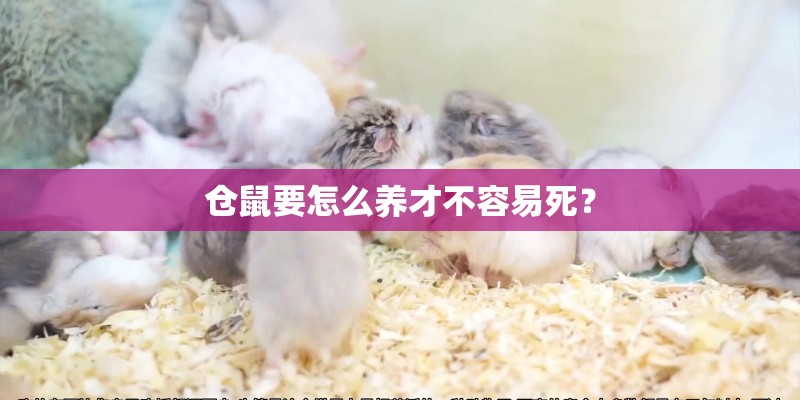 仓鼠要怎么养才不容易死？