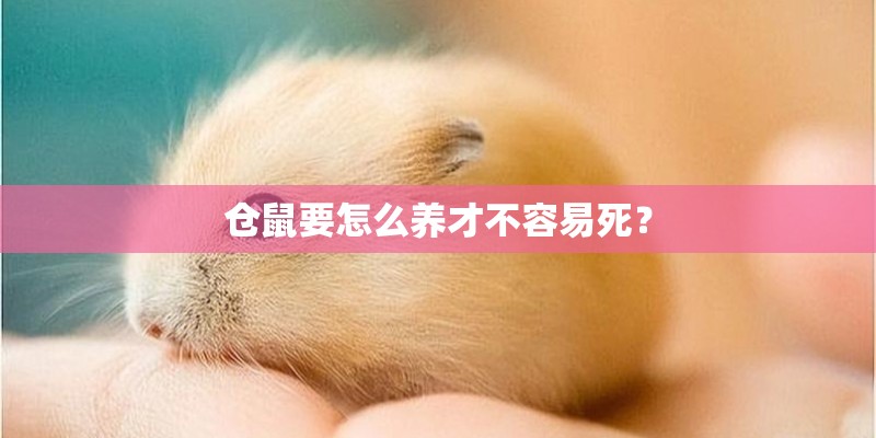 仓鼠要怎么养才不容易死？