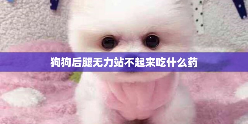 狗狗后腿无力站不起来吃什么药