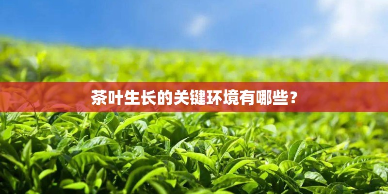 茶叶生长的关键环境有哪些？