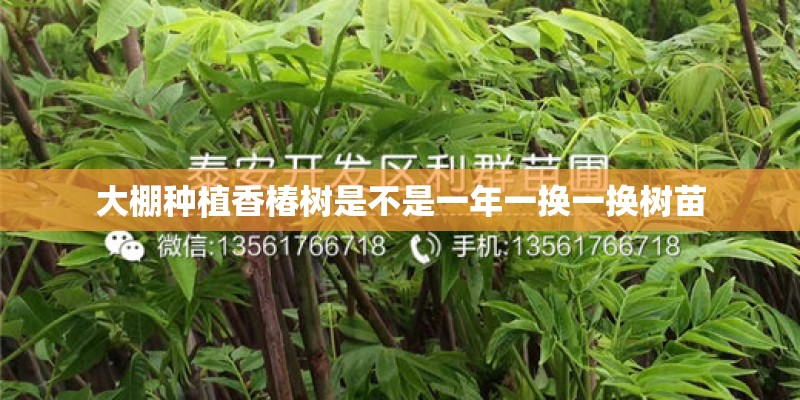 大棚种植香椿树是不是一年一换一换树苗