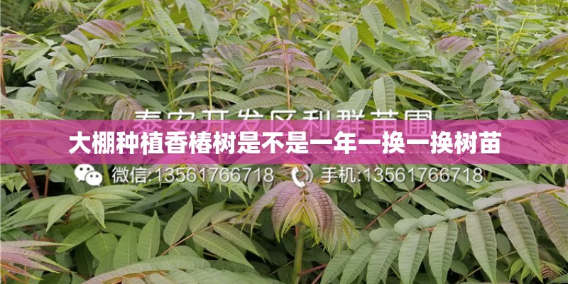 大棚种植香椿树是不是一年一换一换树苗