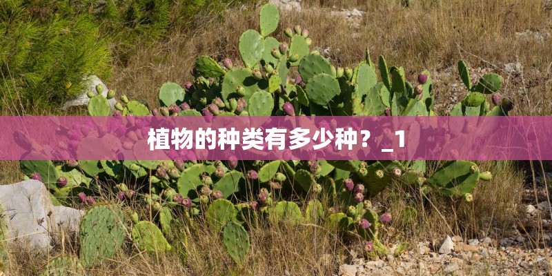 植物的种类有多少种？_1